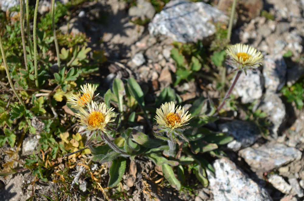 Изображение особи Erigeron allochrous.