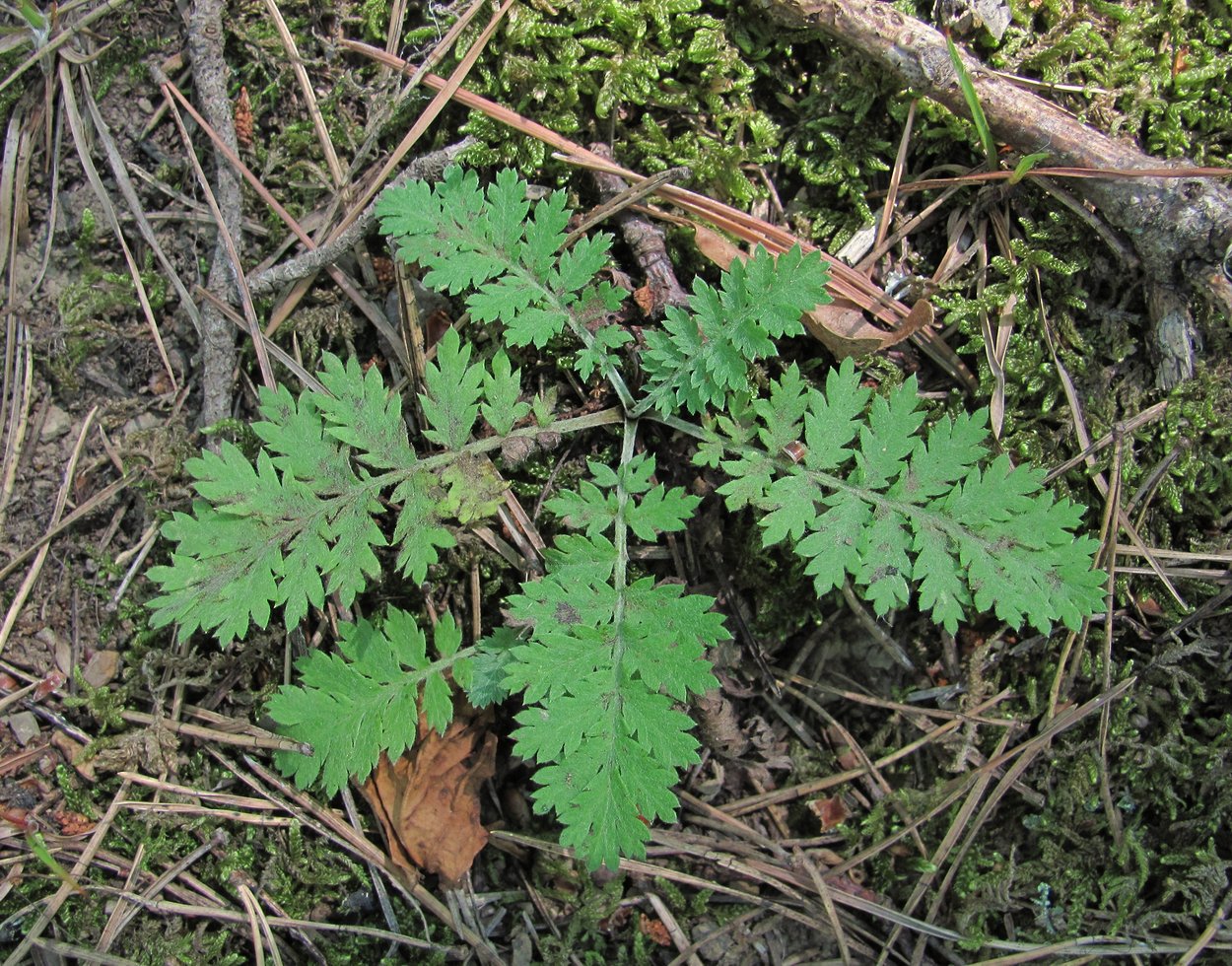 Image of Pyrethrum poteriifolium specimen.