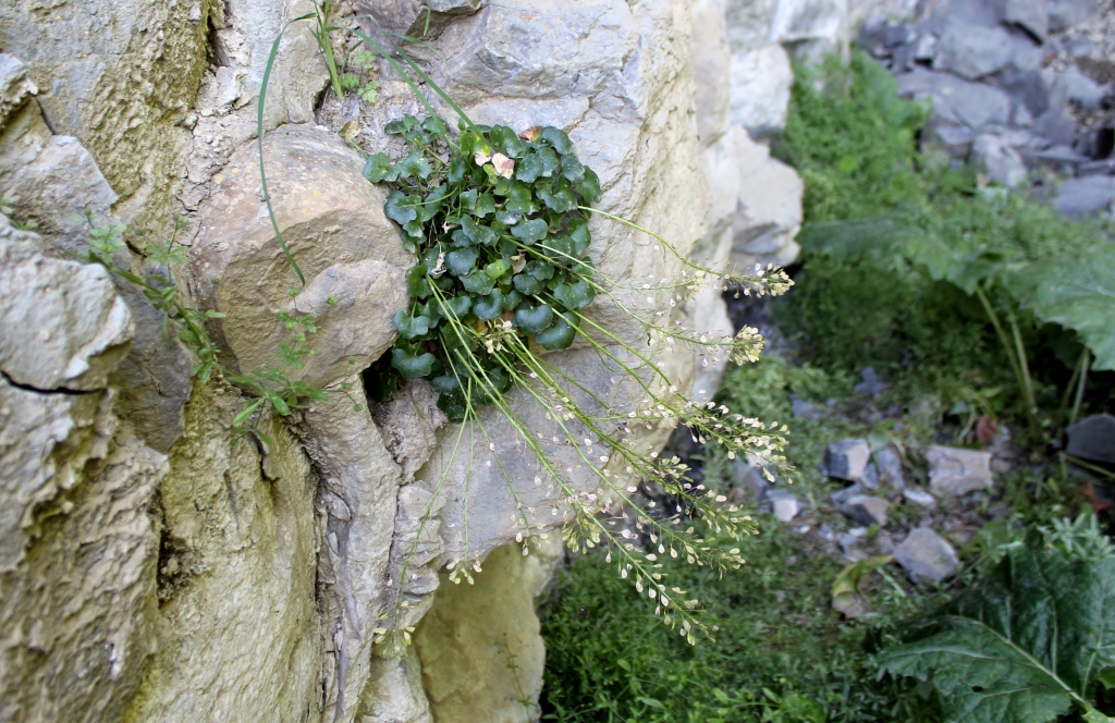 Image of Graellsia saxifragifolia specimen.