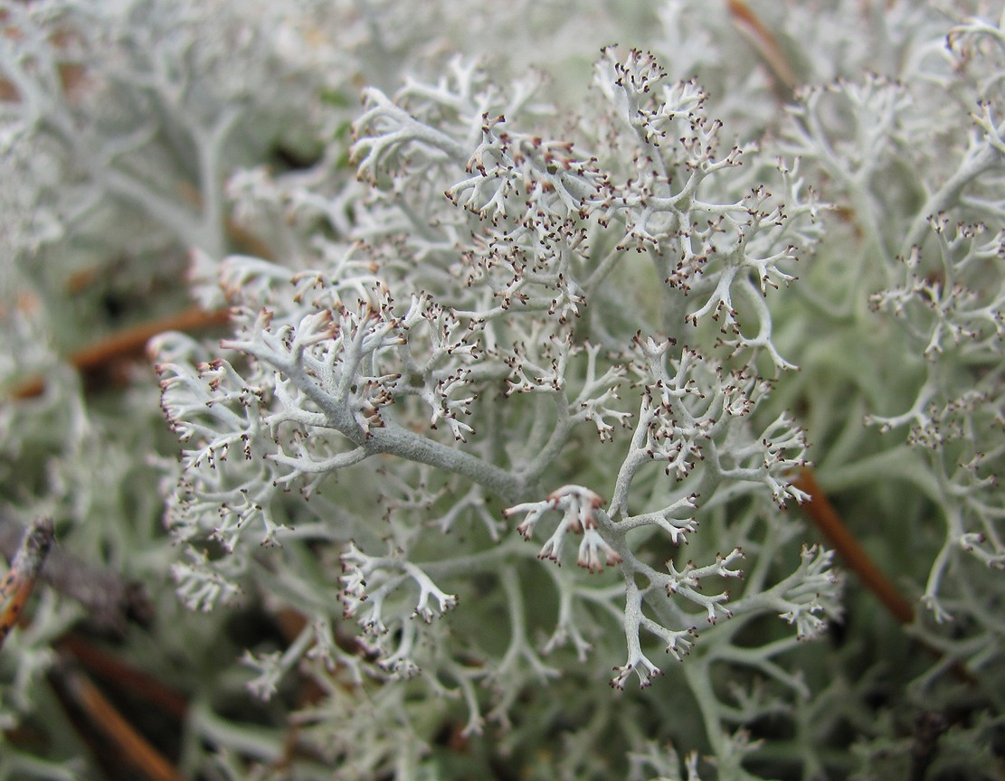 Изображение особи Cladonia rangiferina.