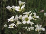 Saxifraga granulata. Соцветие. ФРГ, земля Северный Рейн-Вестфалия, р-н Ойскирхен, окр. г. Бад-Мюнстерайфель, травянистый склон у обочины дороги. 27 мая 2010 г.