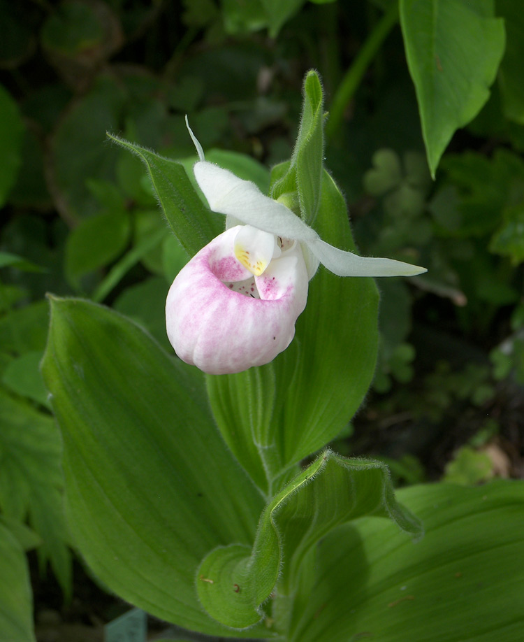 Изображение особи Cypripedium reginae.