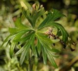 Delphinium fissum