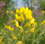 Lathyrus pratensis. Соцветие. Ямало-Ненецкий автономный округ, г. Надым, пустырь на северной окраине зоны застройки. 13 июля 2016 г.