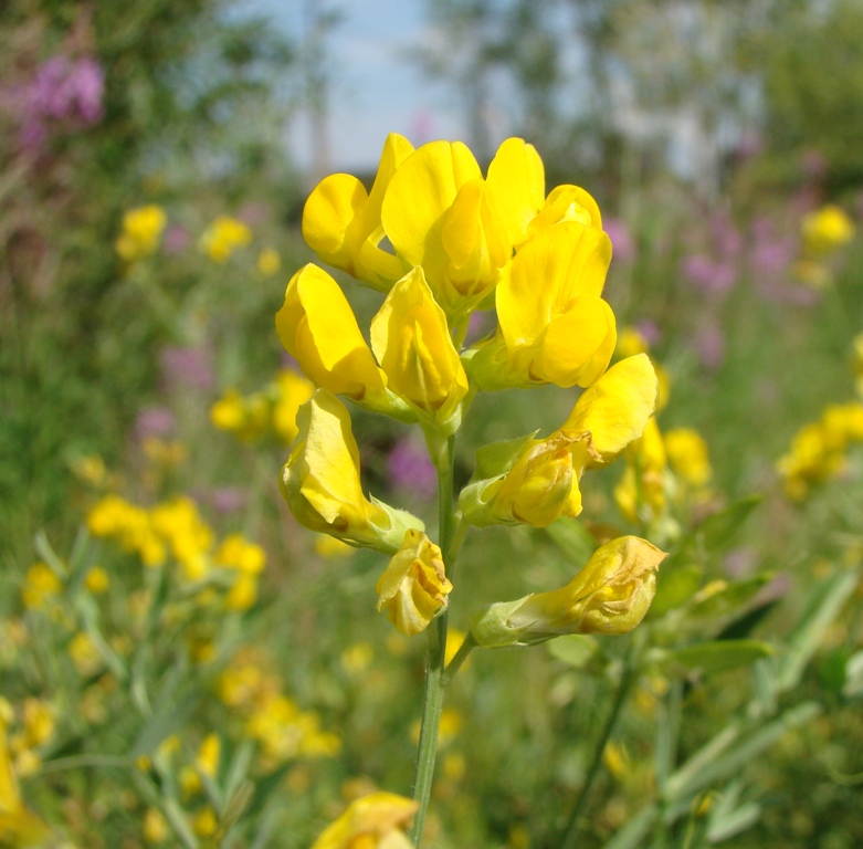 Изображение особи Lathyrus pratensis.