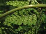 Dryopteris dilatata. Сегмент вайи 2-го порядка с сорусами. Нидерланды, провинция Drenthe, окр. деревни Zeijen, смешанный лес. 6 июня 2010 г.