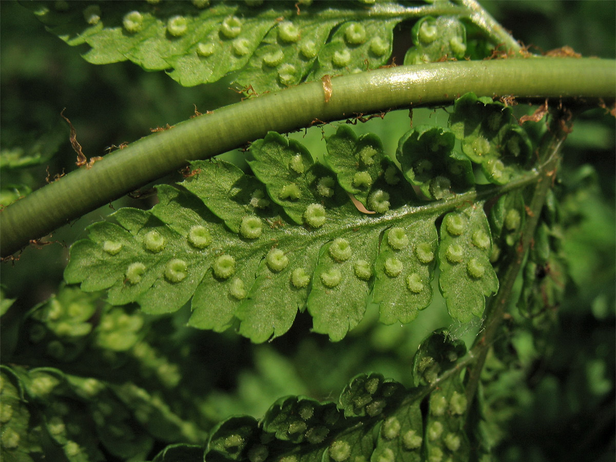 Image of Dryopteris dilatata specimen.