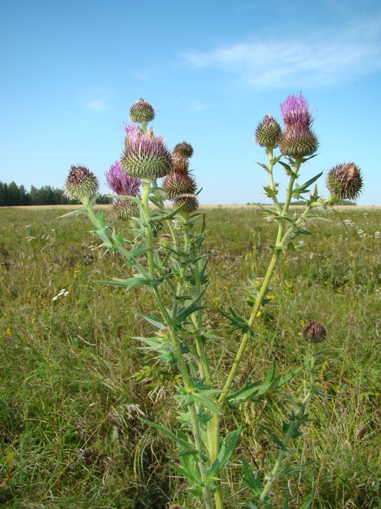 Image of Cirsium serrulatum specimen.