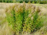 Solidago canadensis