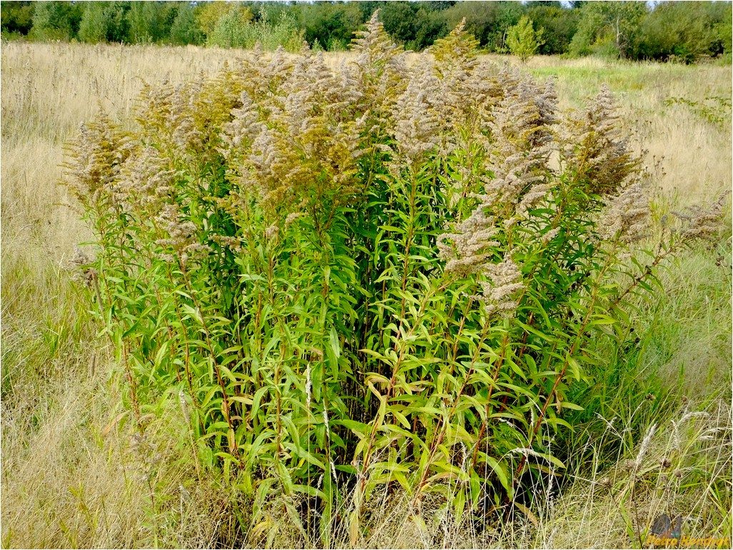 Image of Solidago canadensis specimen.