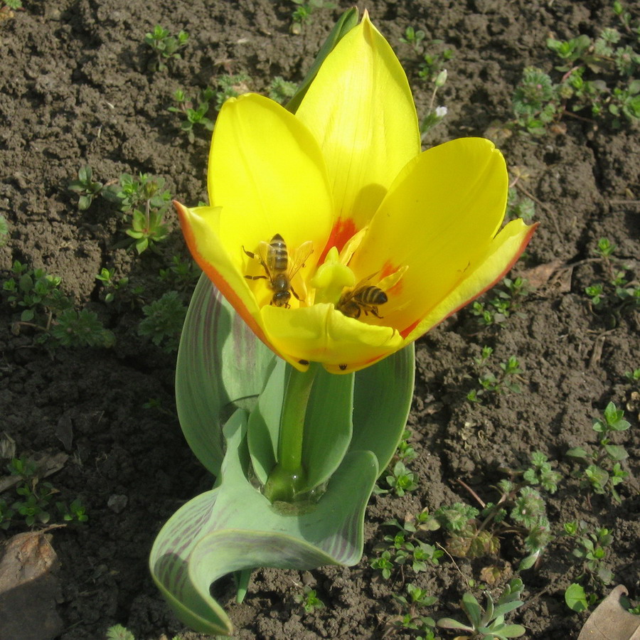 Image of genus Tulipa specimen.