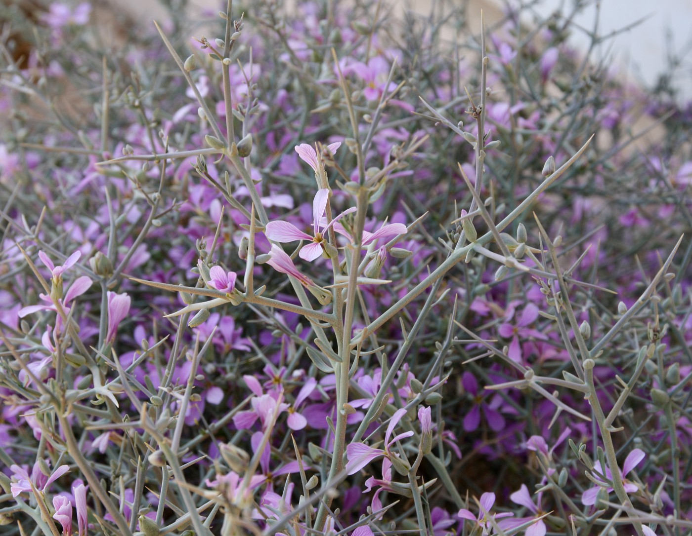 Изображение особи Zilla spinosa ssp. biparmata.