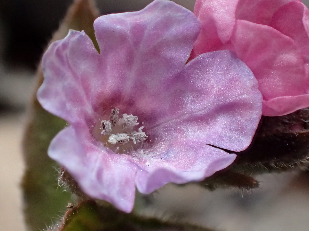 Изображение особи Pulmonaria obscura.