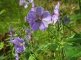 Geranium erianthum