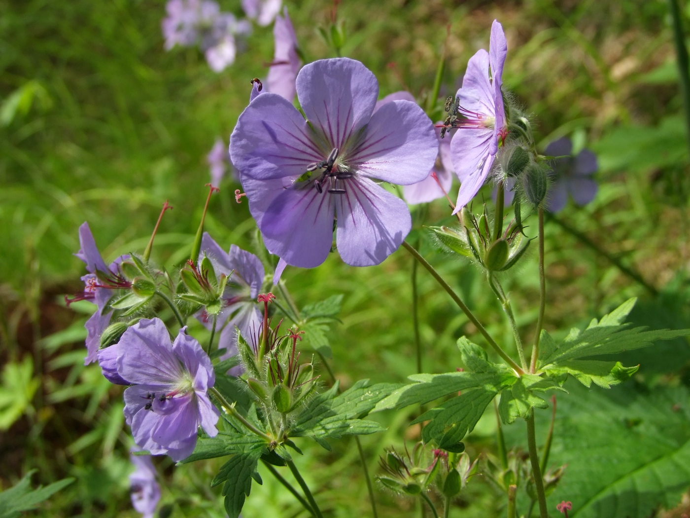 Изображение особи Geranium erianthum.