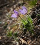 Pulsatilla patens. Цветущее растение и разворачивающиеся листья. Пермский край, Лысьвенский р-н, долина р. Чусовой, крутой склон камня Дужной. 02.05.2017.