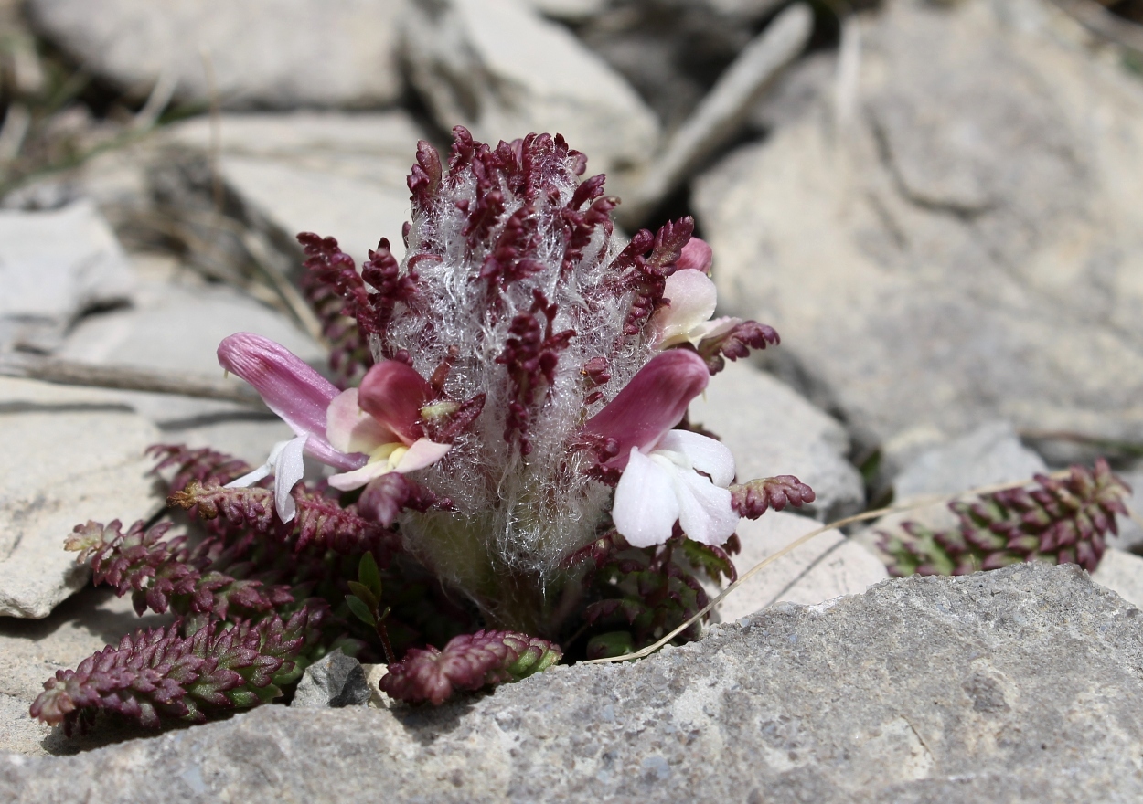 Изображение особи Pedicularis balkharica.