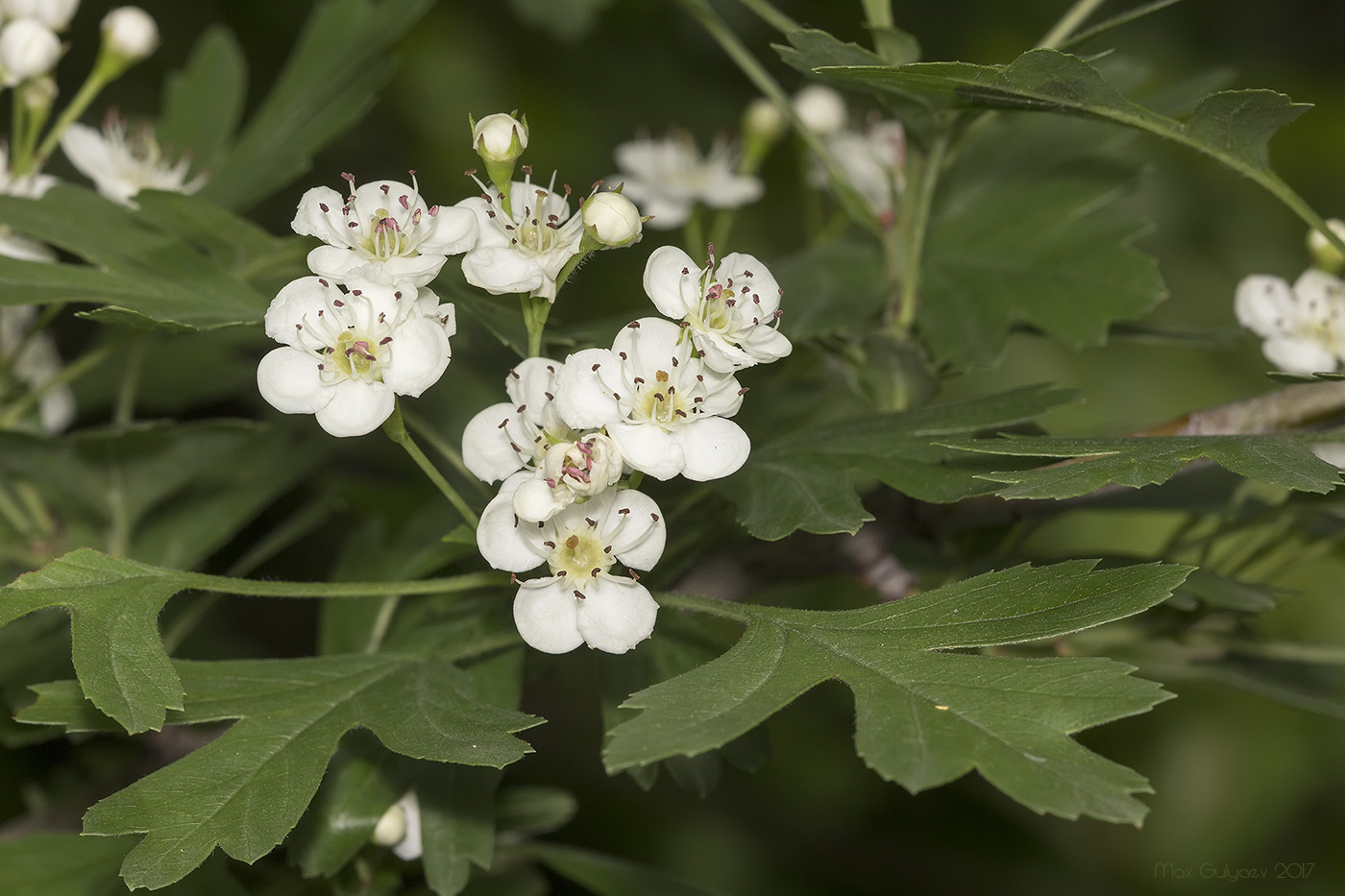 Изображение особи род Crataegus.