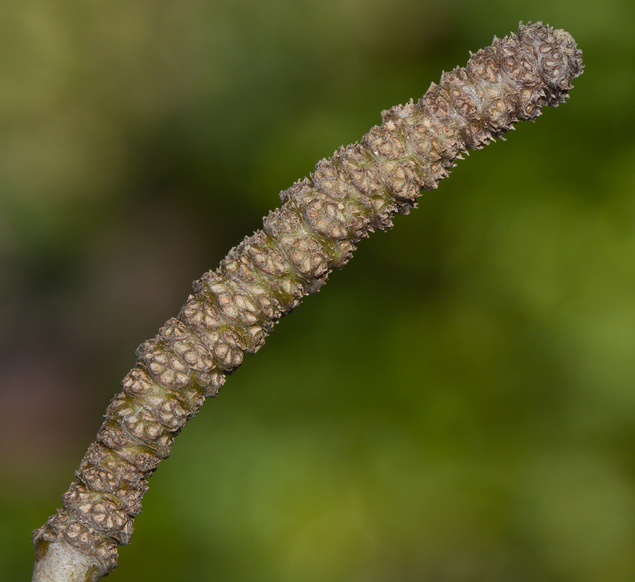 Image of Hoya carnosa specimen.