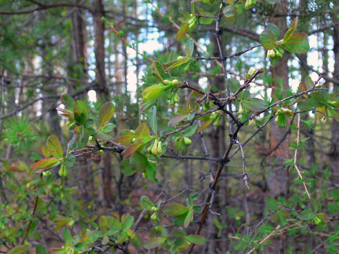 Image of Lonicera &times; subarctica specimen.