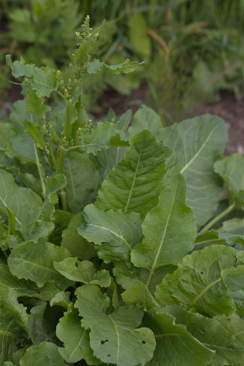 Image of Rumex confertus specimen.