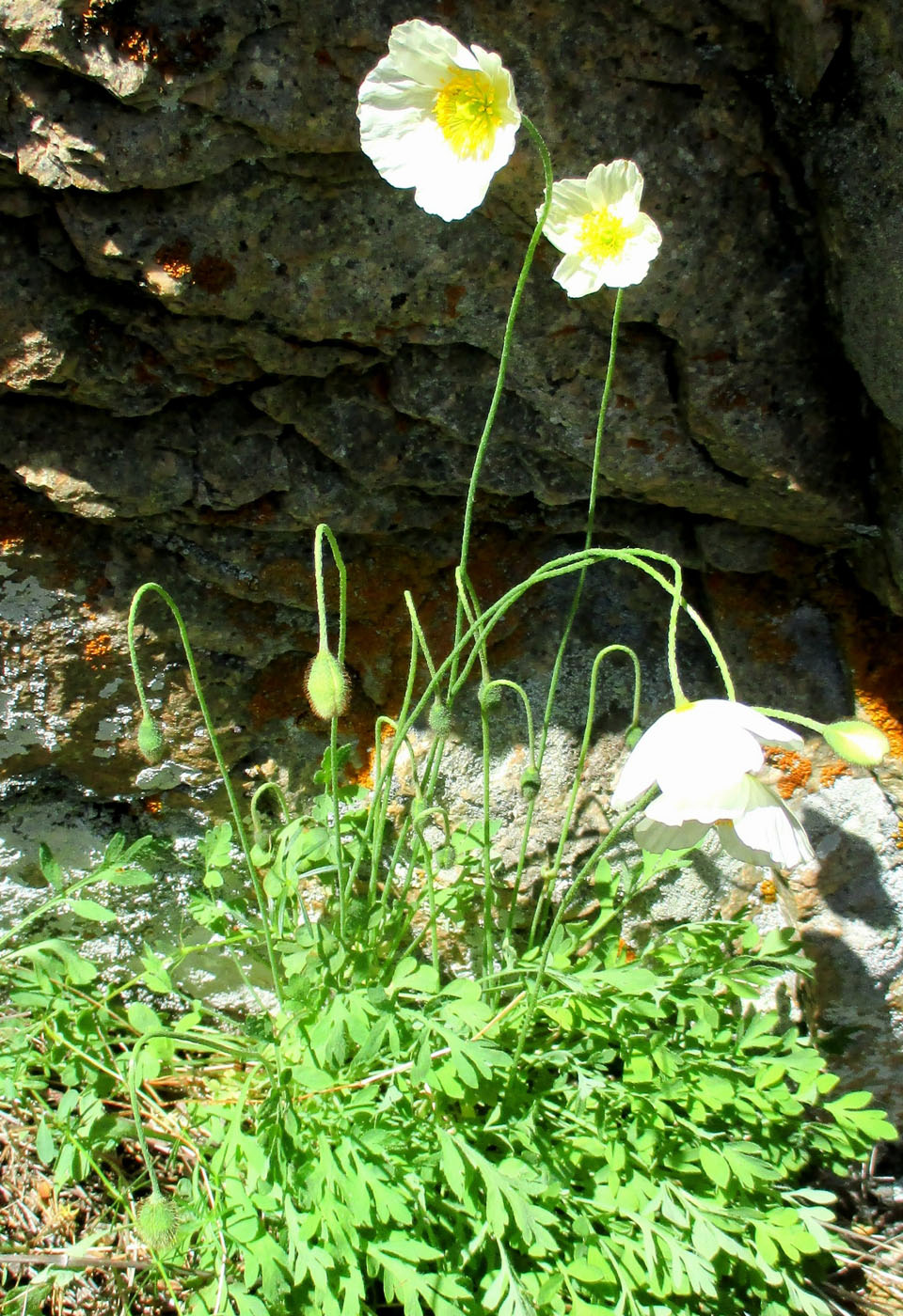 Изображение особи Papaver tenellum.