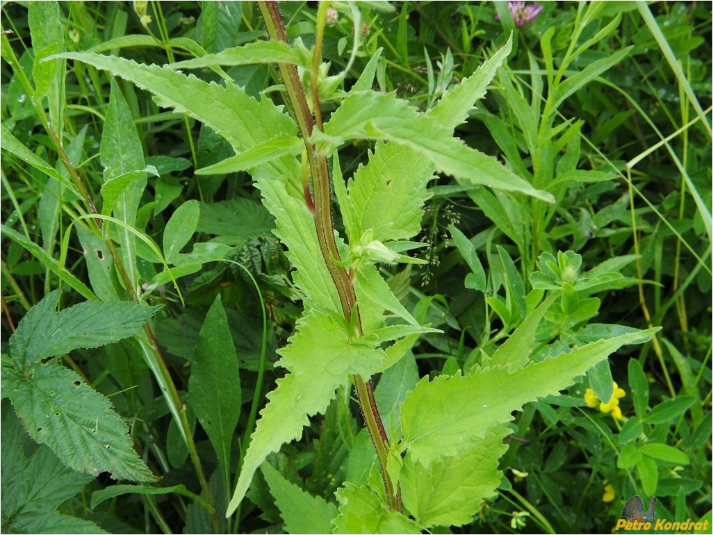 Изображение особи Campanula trachelium.