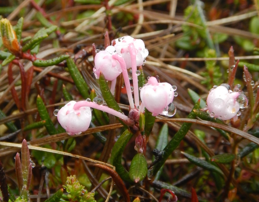 Image of Andromeda polifolia specimen.