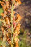 Hedysarum grandiflorum