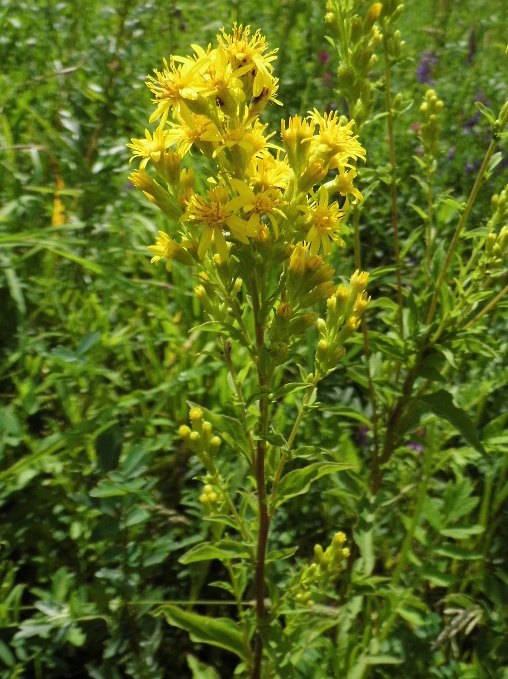 Изображение особи Solidago virgaurea.