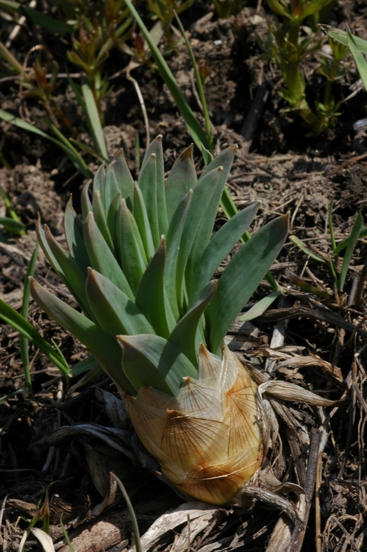 Изображение особи Eremurus robustus.