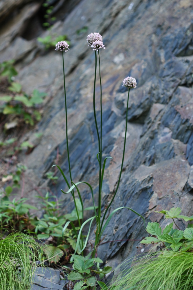 Image of Allium prokhanovii specimen.