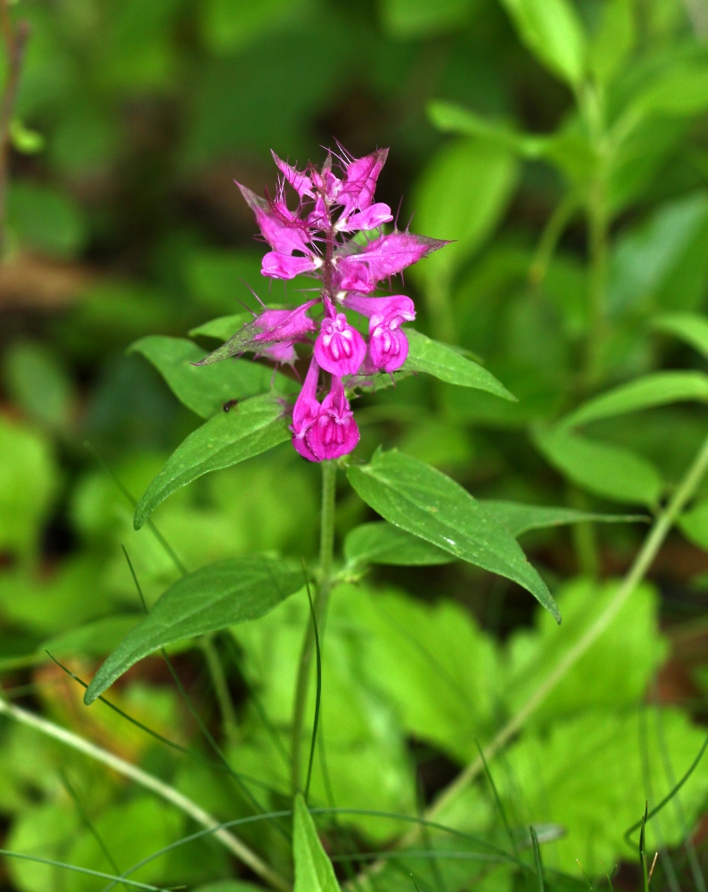 Image of Melampyrum setaceum specimen.