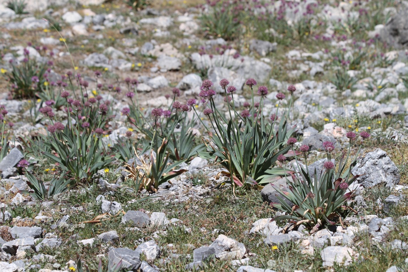 Image of Allium carolinianum specimen.