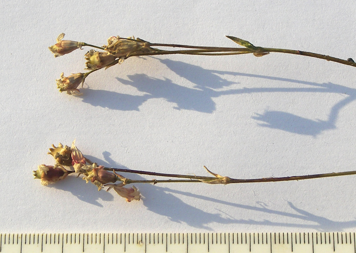 Image of Silene dianthoides specimen.