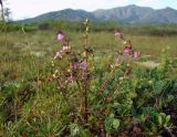 Pedicularis adunca. Цветущее растение с завязавщимися плодами. Магаданская обл., Ольский р-н, окр. оз. Глухое, осоково-кустарничковое болото. 31.07.2017.