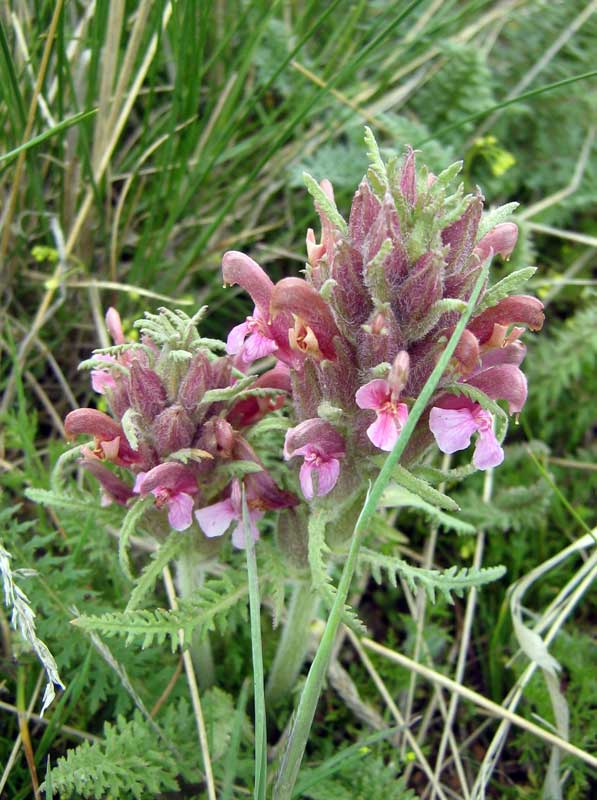 Image of Pedicularis alatauica specimen.