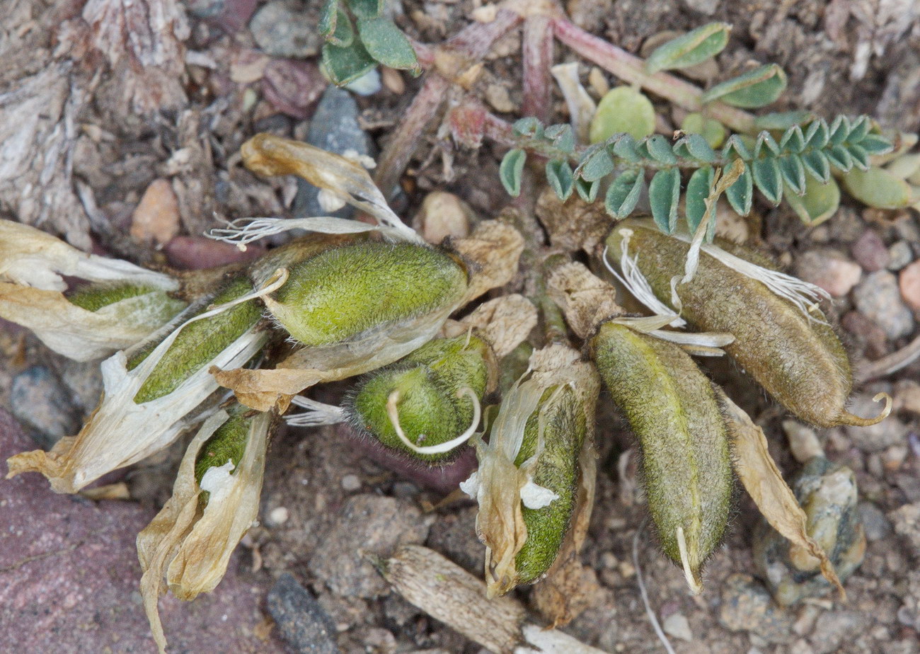 Изображение особи Astragalus tibetanus.