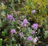 Centaurea stoebe