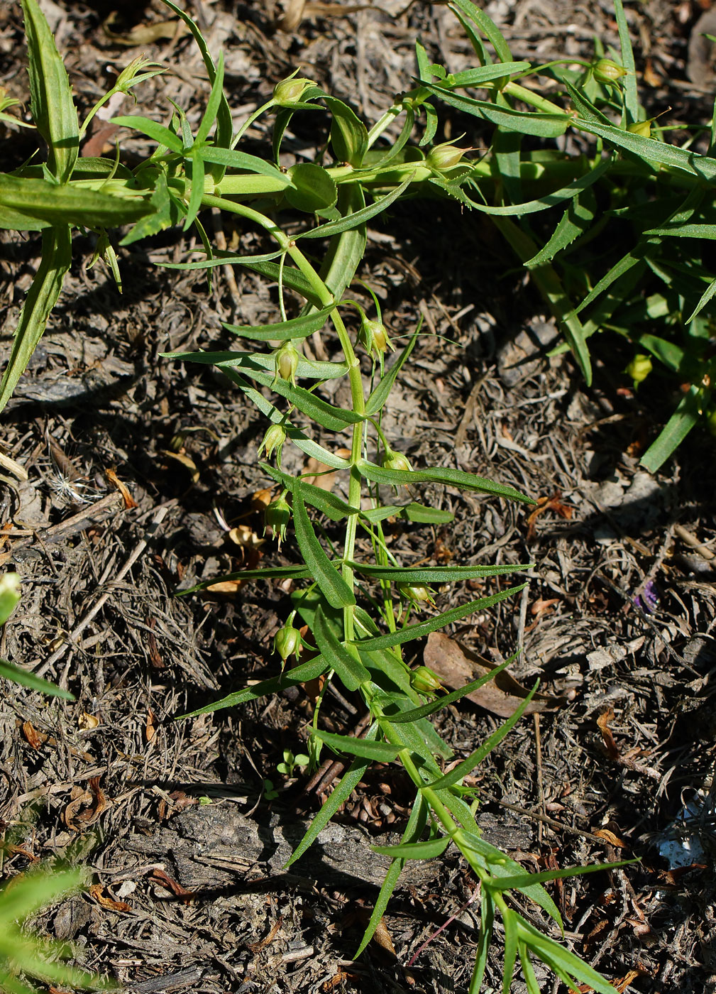 Изображение особи Gratiola officinalis.