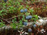 Vaccinium uliginosum. Часть плодоносящего растения. Магаданская обл., г. Магадан, Колымское шоссе, ост. \"Аммональная\", лиственничное заболоченное редколесье. 27.08.2017.