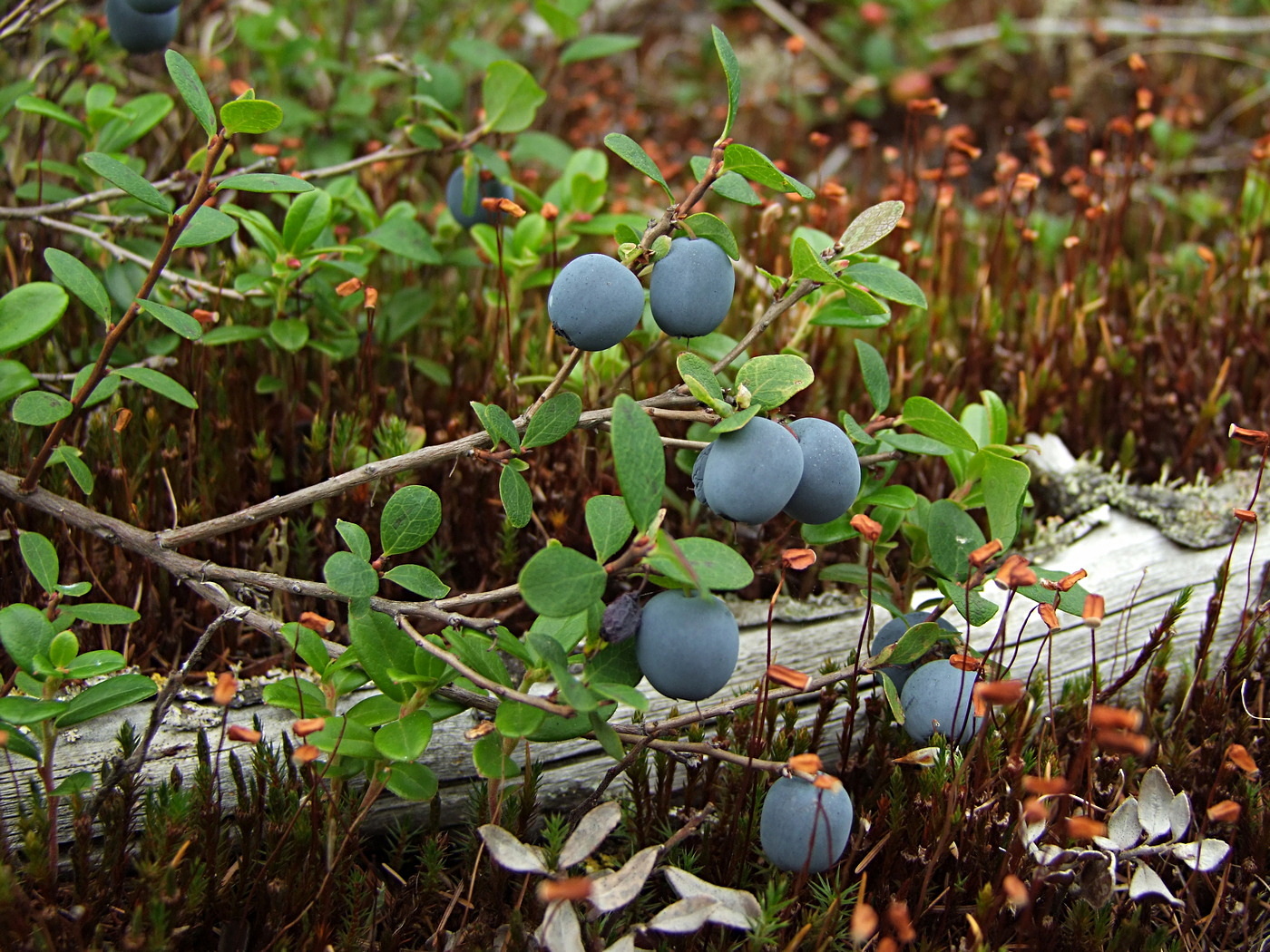 Изображение особи Vaccinium uliginosum.