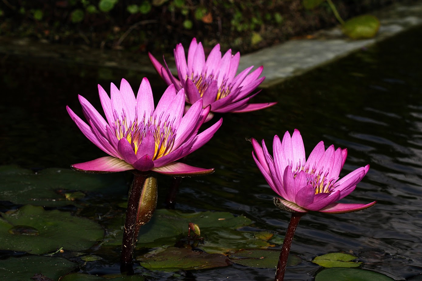 Изображение особи Nymphaea odorata.