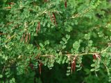 Caragana arborescens. Части побегов с плодами. Иркутская обл., Шелеховский р-н, окр. с. Введенщина, высокий правый берег р. Иркут, лес. 11.06.2017.