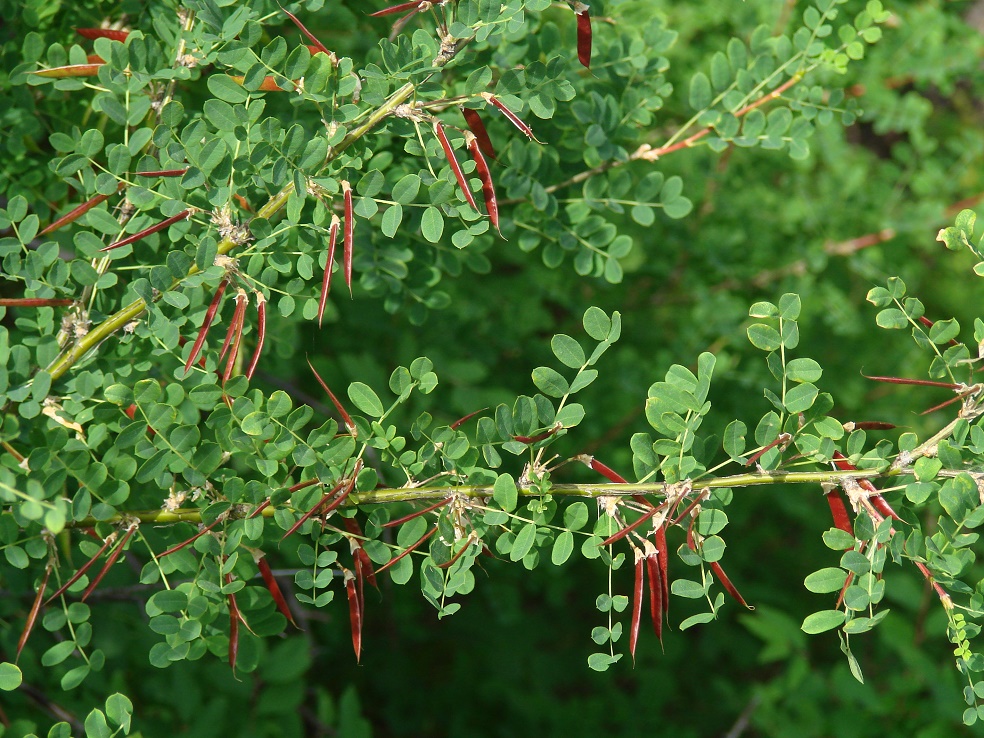 Изображение особи Caragana arborescens.