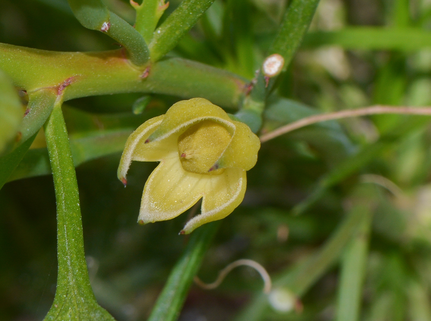 Изображение особи Alyogyne hakeifolia.