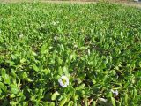 Scaevola calendulacea