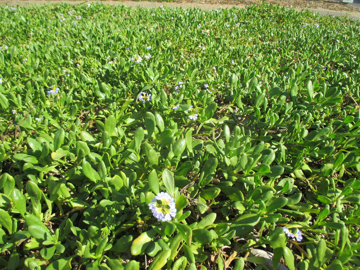 Image of Scaevola calendulacea specimen.