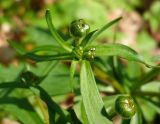 Ranunculus cassubicus. Растение с листьями и бутонами. Чувашия, окрестности г. Шумерля, осиновый лес возле оз. Мочальное. 21 апреля 2008 г.