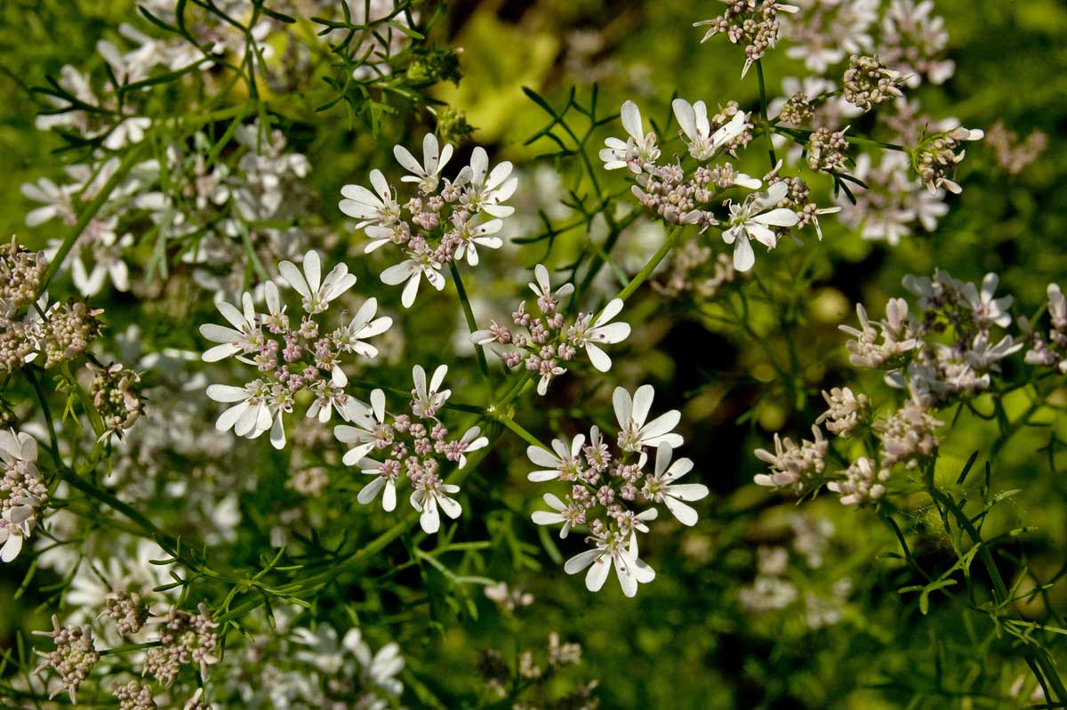 Изображение особи Coriandrum sativum.